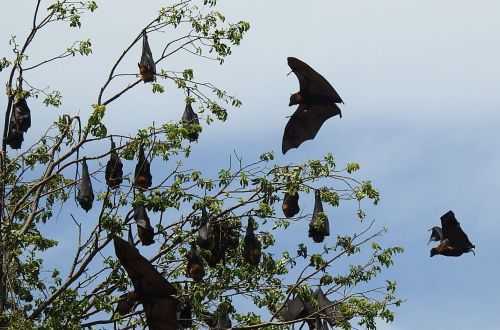 grey-headed-flying-fox